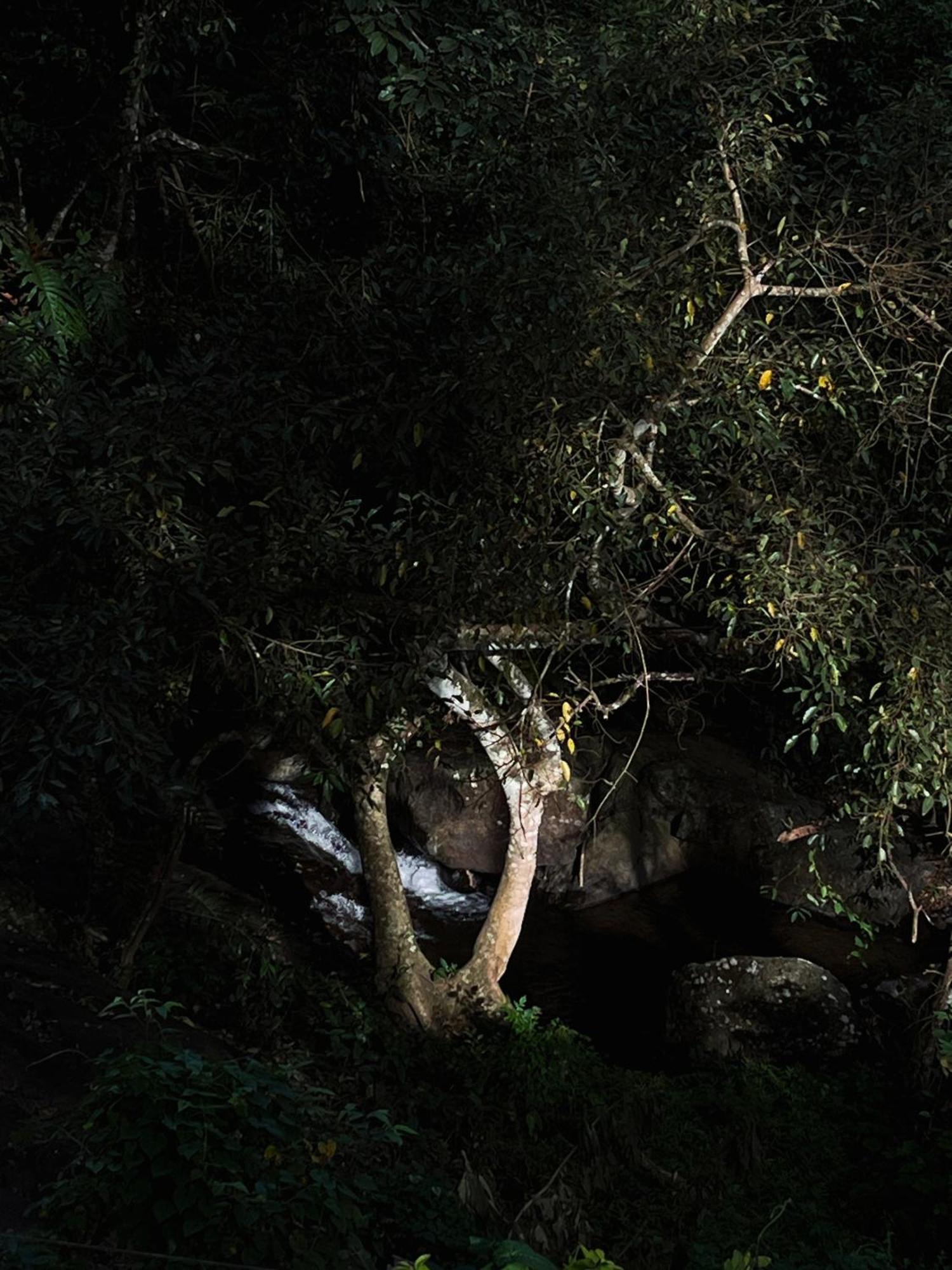 Mahout Resort Wayanad - An Experiential Jungle Stay With Waterfall Kalpatta Eksteriør bilde
